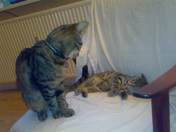 Huskat Nellie Patulny Hovmand billede 5