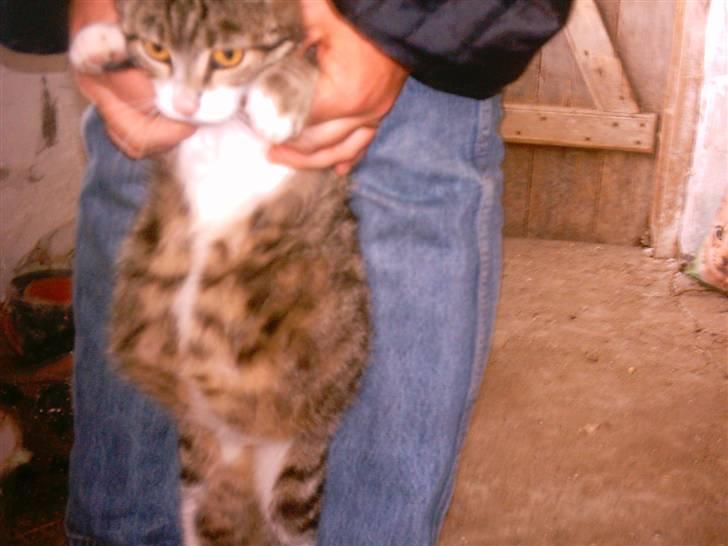 Huskat Timian - Timian skal snart have mislinger på dette billede.. billede 6