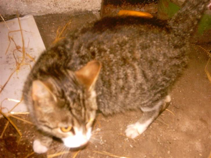 Huskat Timian - Timian...hun skal snart have sine mislinger billede 7