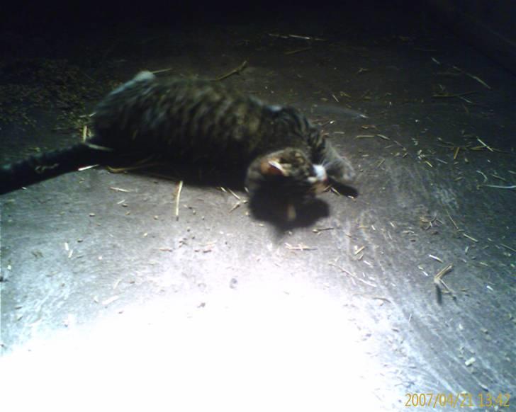 Huskat Timian - Timian, første gang vi så hende efter hun havde fået det første hold killinger.. billede 8