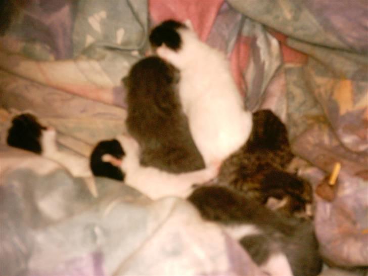 Huskat Timian - Timians killinger, de er gratis..vil du have en? billede 9