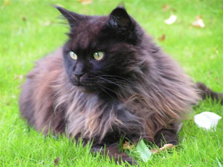 Maine Coon Fair-y-nuff billede 1