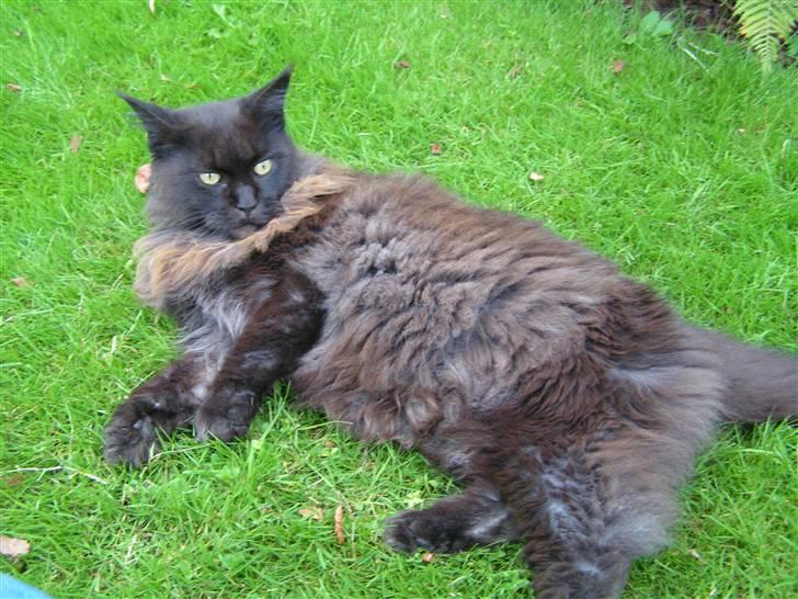 Maine Coon Fair-y-nuff billede 2