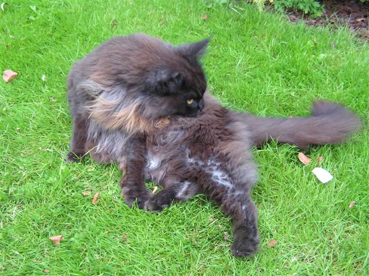 Maine Coon Fair-y-nuff billede 3