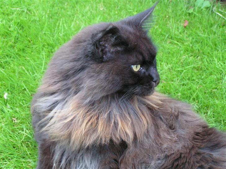 Maine Coon Fair-y-nuff billede 4