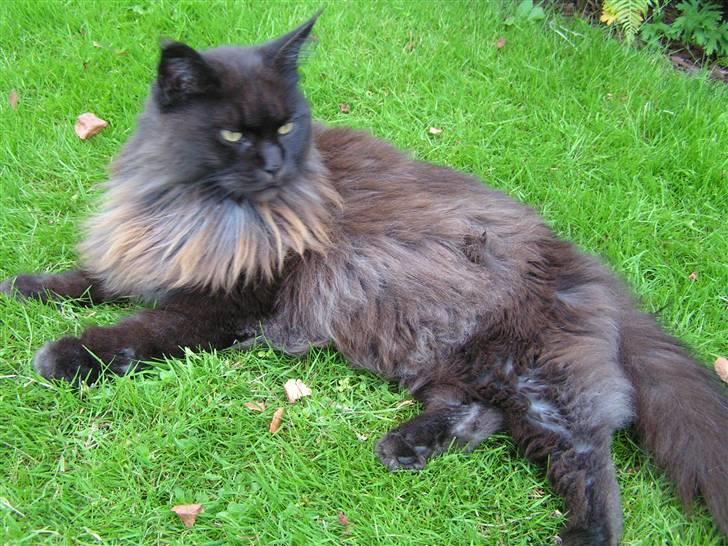 Maine Coon Fair-y-nuff billede 5