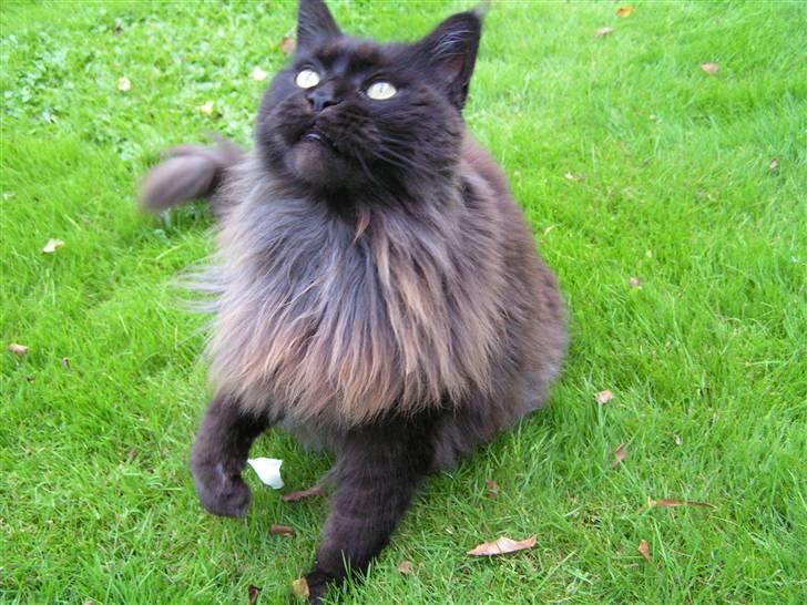 Maine Coon Fair-y-nuff billede 6