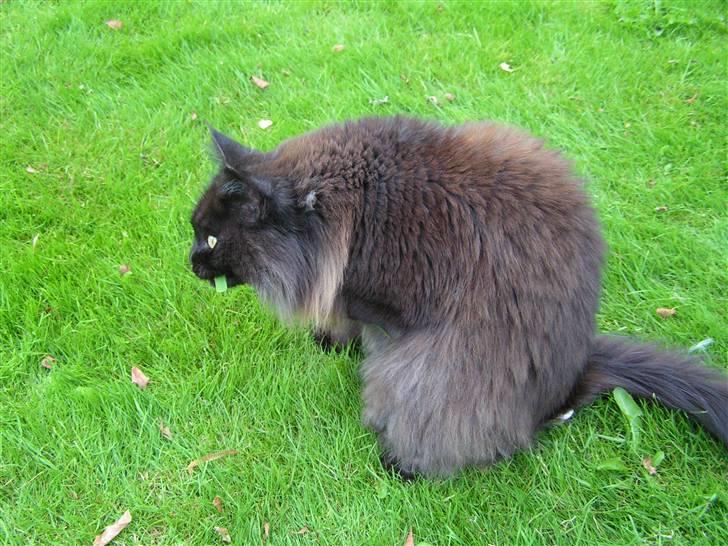 Maine Coon Fair-y-nuff billede 7
