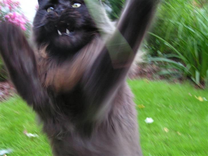 Maine Coon Fair-y-nuff billede 8