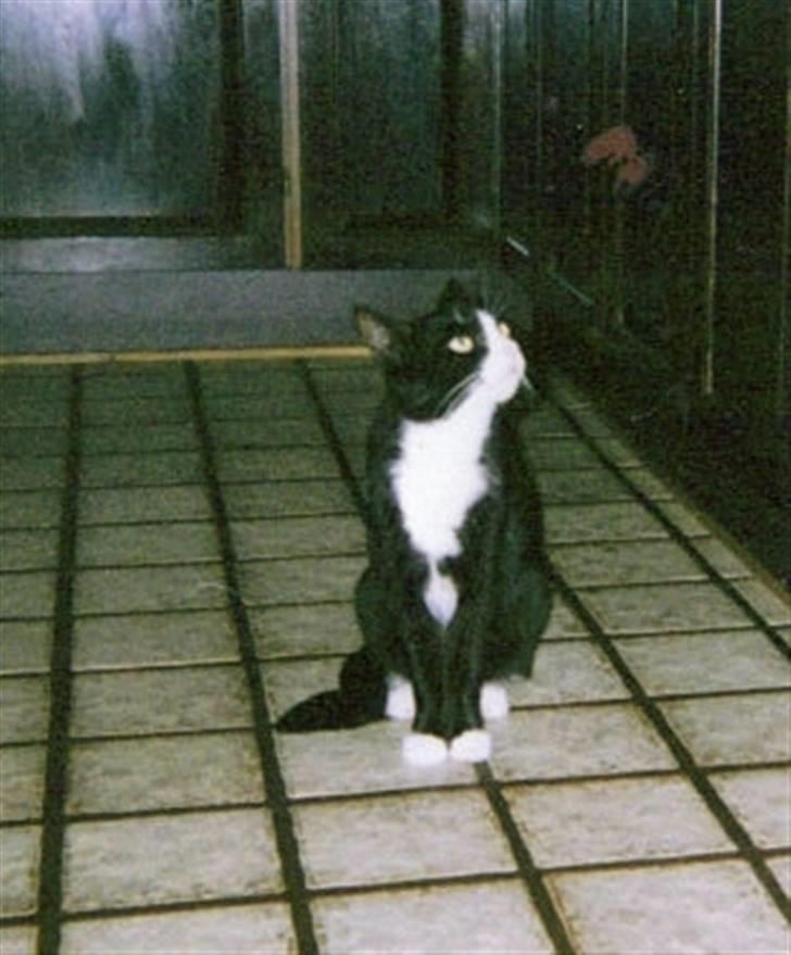 Huskat Miss Picky *død* billede 1