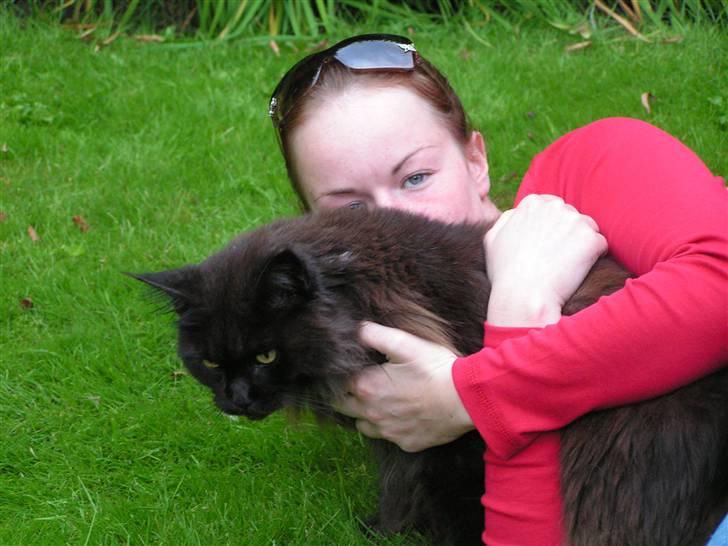 Maine Coon Fair-y-nuff billede 9