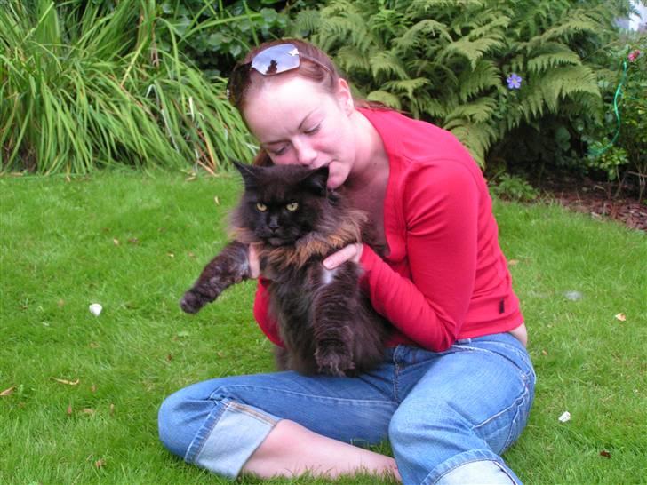 Maine Coon Fair-y-nuff billede 10