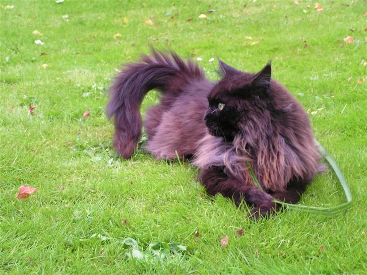 Maine Coon Fair-y-nuff billede 11