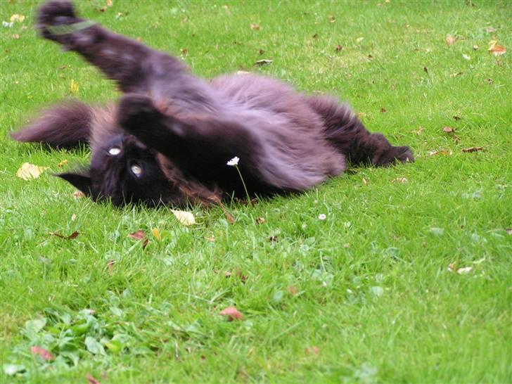 Maine Coon Fair-y-nuff billede 12