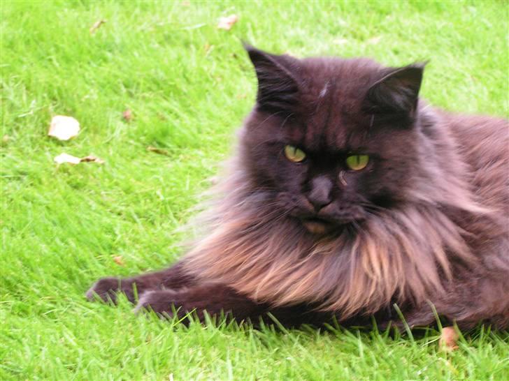 Maine Coon Fair-y-nuff billede 13