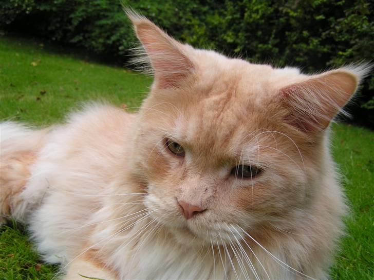 Maine Coon Gravfalks Buster billede 1
