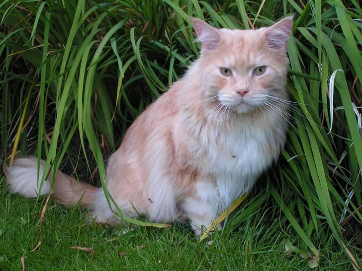 Maine Coon Gravfalks Buster billede 2