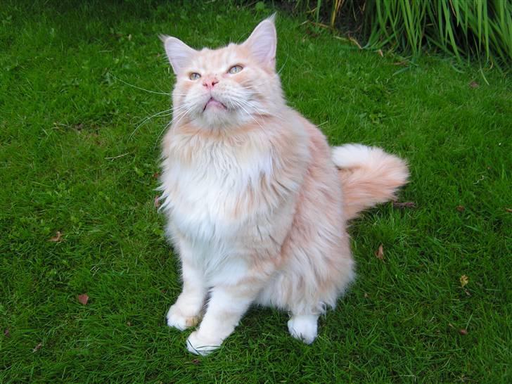 Maine Coon Gravfalks Buster billede 3