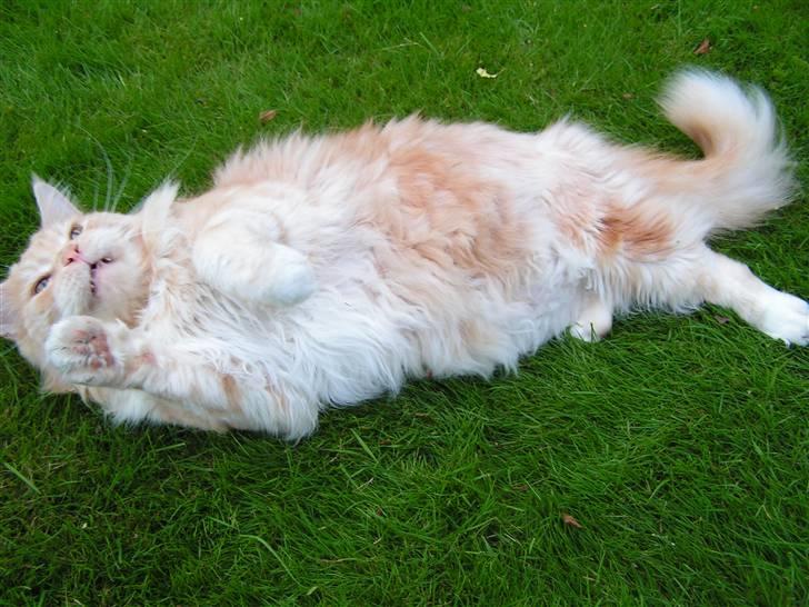 Maine Coon Gravfalks Buster billede 4