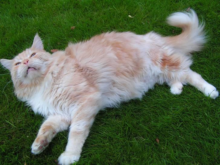 Maine Coon Gravfalks Buster billede 5