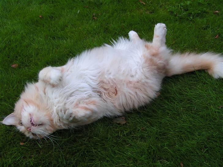 Maine Coon Gravfalks Buster billede 6