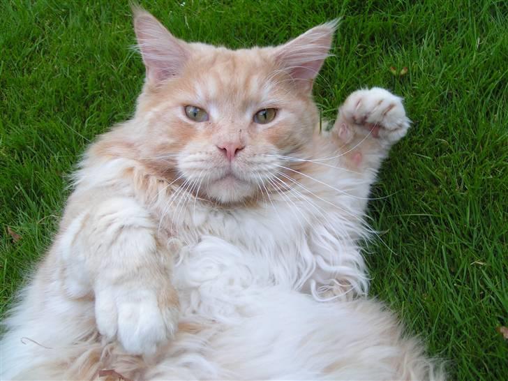 Maine Coon Gravfalks Buster billede 7