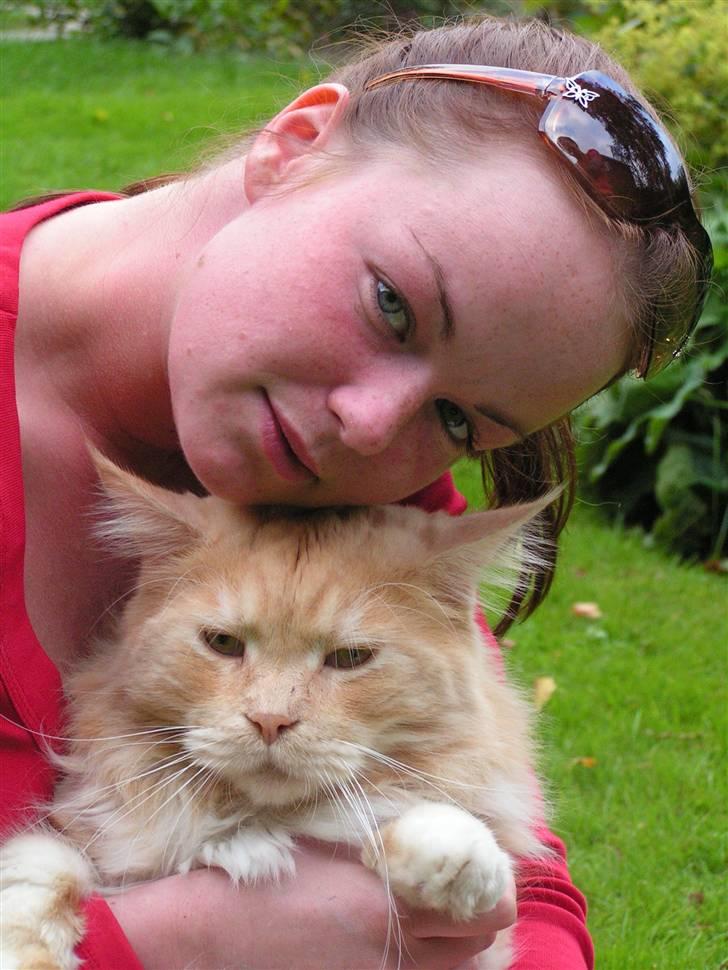 Maine Coon Gravfalks Buster billede 8