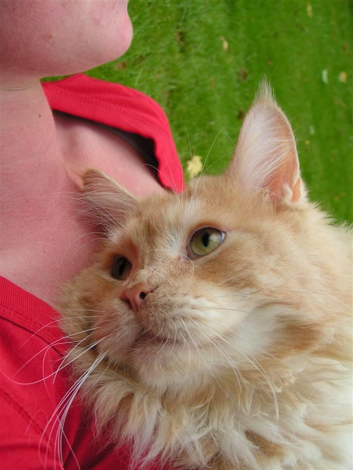 Maine Coon Gravfalks Buster billede 9