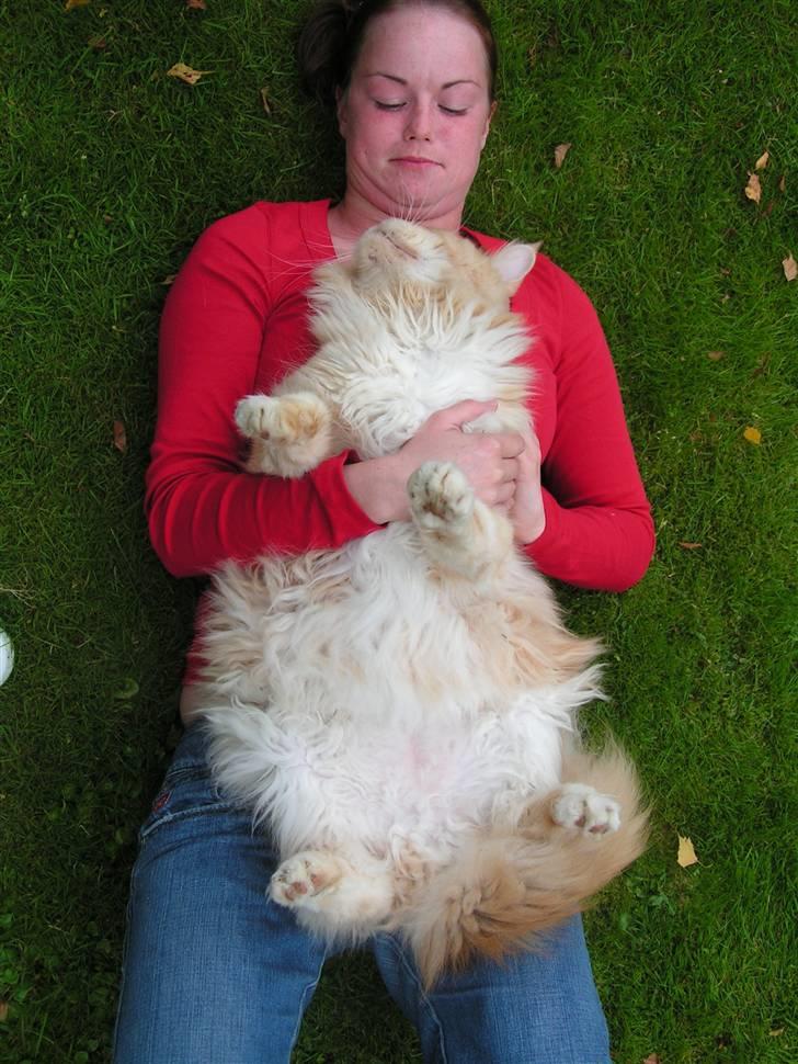 Maine Coon Gravfalks Buster billede 10