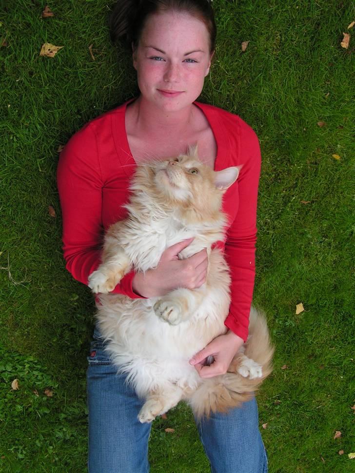 Maine Coon Gravfalks Buster billede 11