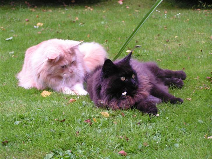 Maine Coon Gravfalks Buster billede 12