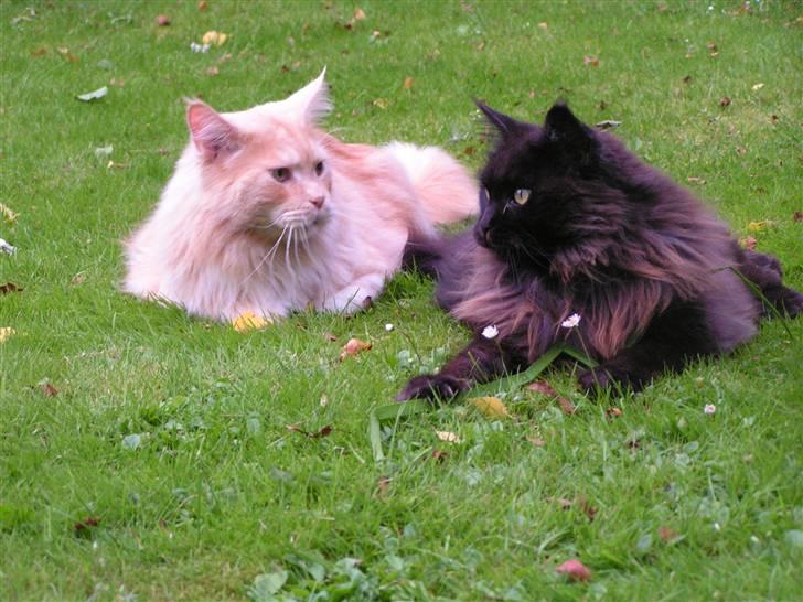 Maine Coon Gravfalks Buster billede 13