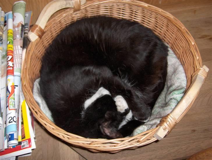 Huskat Miss Picky *død* billede 2