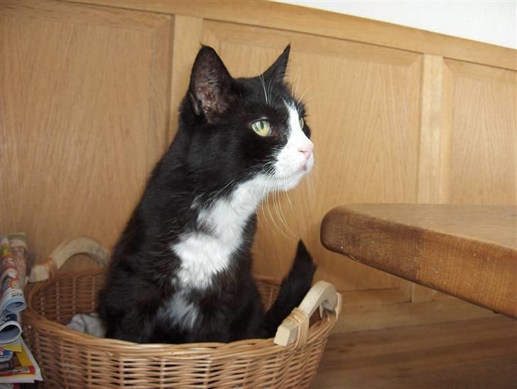 Huskat Miss Picky *død* billede 3