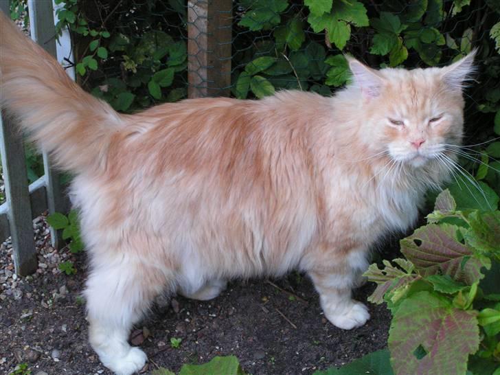 Maine Coon Gravfalks Buster billede 14