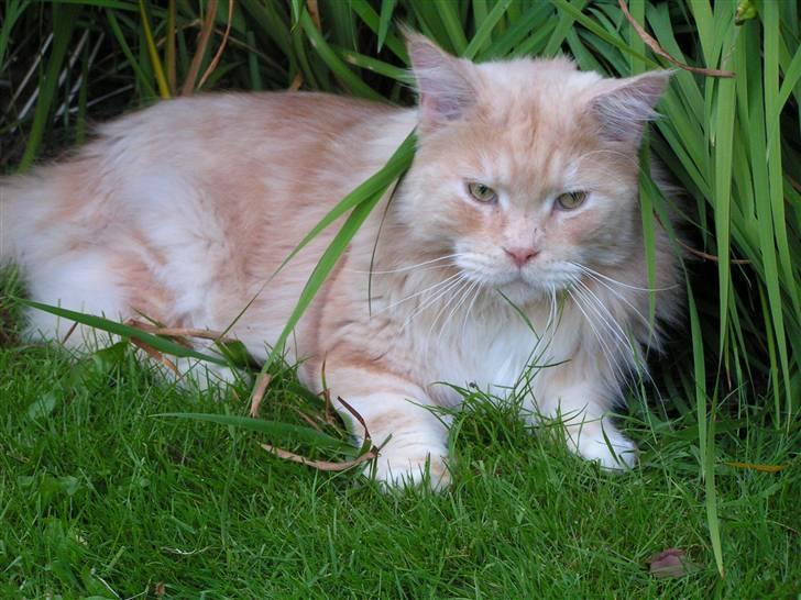 Maine Coon Gravfalks Buster billede 15