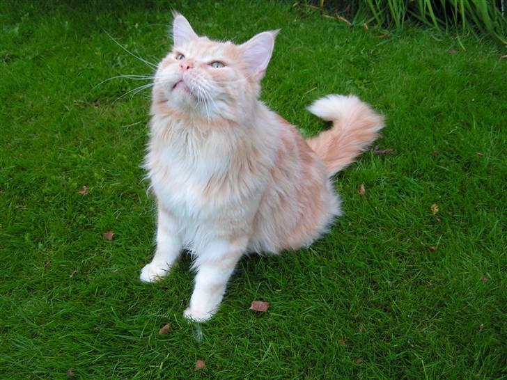 Maine Coon Gravfalks Buster billede 16