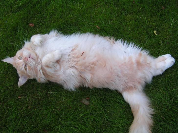 Maine Coon Gravfalks Buster billede 17