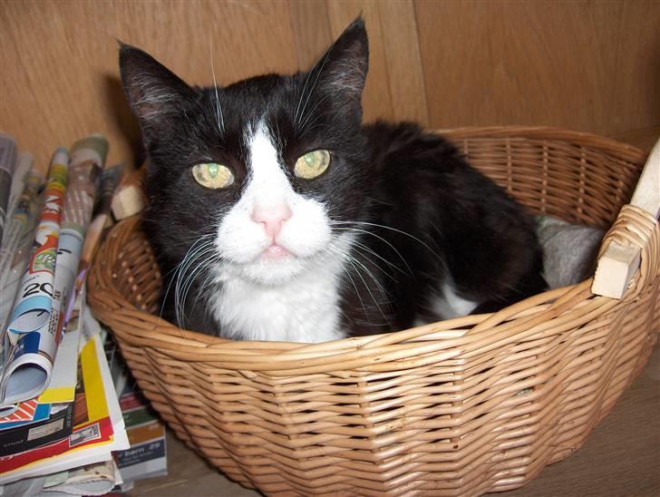 Huskat Miss Picky *død* billede 4