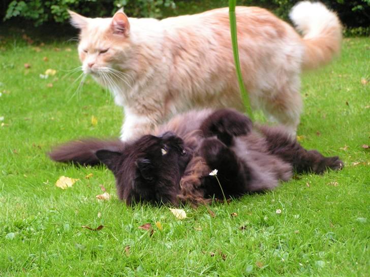 Maine Coon Gravfalks Buster billede 18