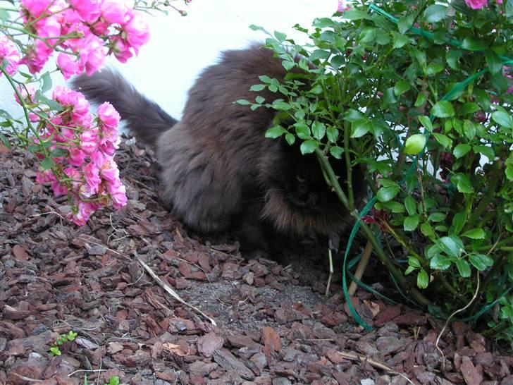 Maine Coon Fair-y-nuff billede 14