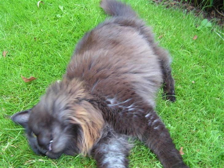 Maine Coon Fair-y-nuff billede 15