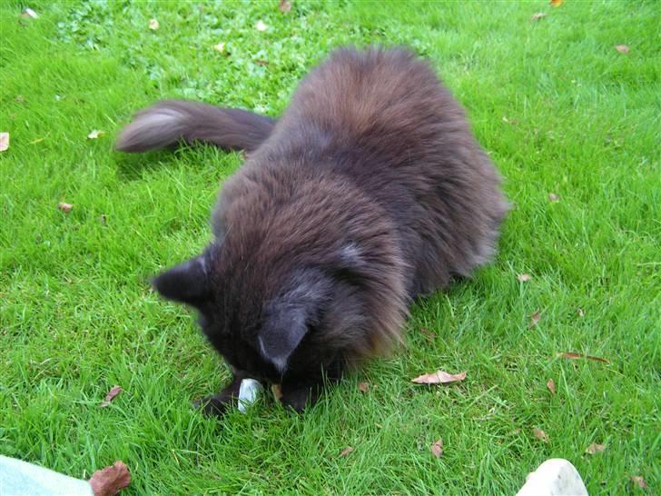 Maine Coon Fair-y-nuff billede 16