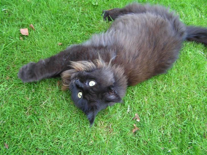 Maine Coon Fair-y-nuff billede 17