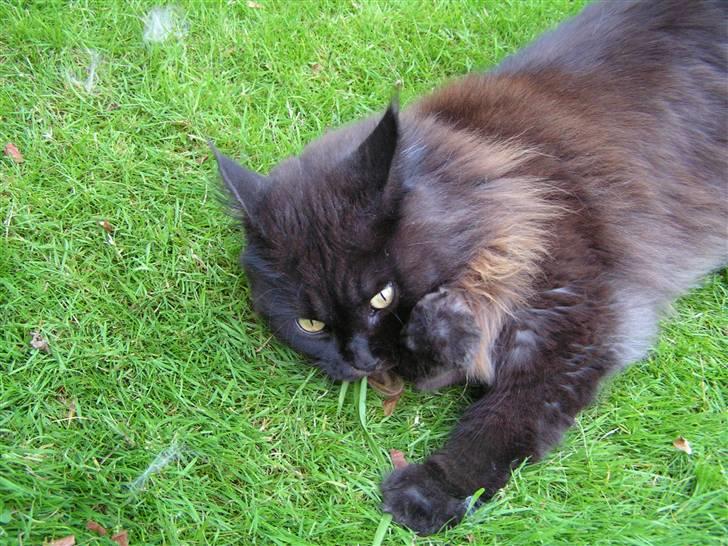 Maine Coon Fair-y-nuff billede 18