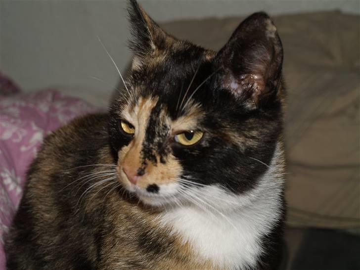 Huskat * Kylle * billede 14