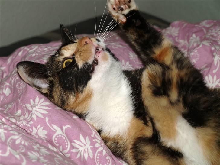 Huskat * Kylle * billede 15