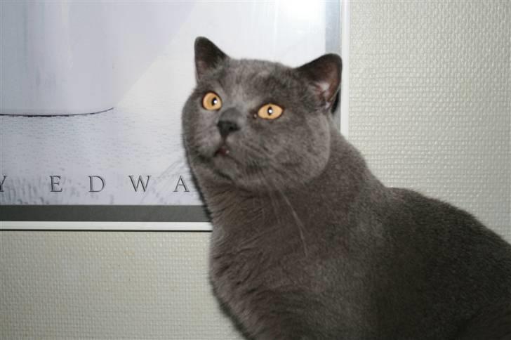 British Shorthair Moore Beauty Billie billede 3