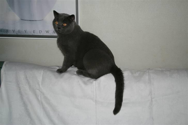 British Shorthair Moore Beauty Billie billede 5