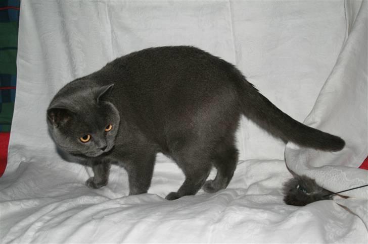 British Shorthair Moore Beauty Billie billede 6